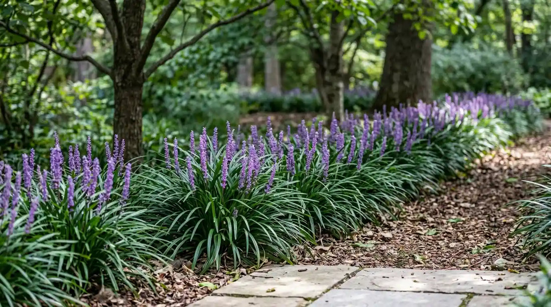 Bordure de liriope (Liriope muscari) aux épis violets et au feuillage graminéen le long d'une allée ombragée.