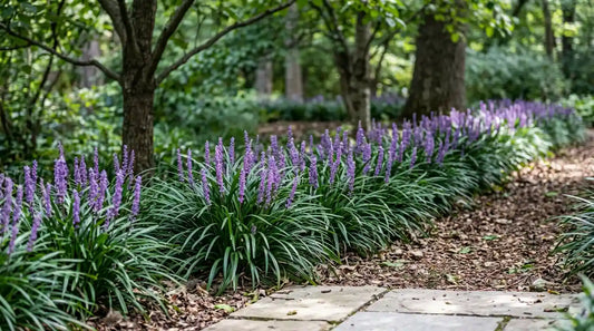 Bordure de liriope (Liriope muscari) aux épis violets et au feuillage graminéen le long d'une allée ombragée.
