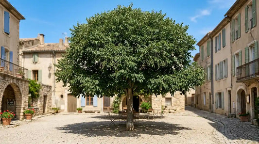 Micocoulier de Provence (Celtis australis) au feuillage dense ombrageant une place de village provençal en été.