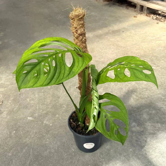 Monstera Esqueleto : entretien, lumière et conseils pour réussir sa culture - plantandstories