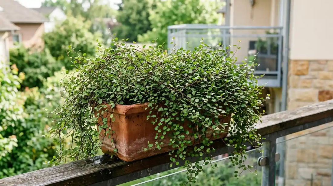 Muehlenbeckia complexa (plante fil de fer) en jardinière de terre cuite sur un balcon, fines tiges brun-rouge et petites feuilles rondes retombantes