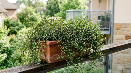 Muehlenbeckia complexa (plante fil de fer) en jardinière de terre cuite sur un balcon, fines tiges brun-rouge et petites feuilles rondes retombantes