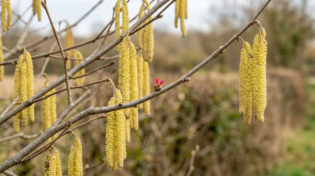 Chatons jaunes du noisetier (Corylus avellana) en fin d'hiver, avec une petite fleur femelle rouge, en pleine nature.