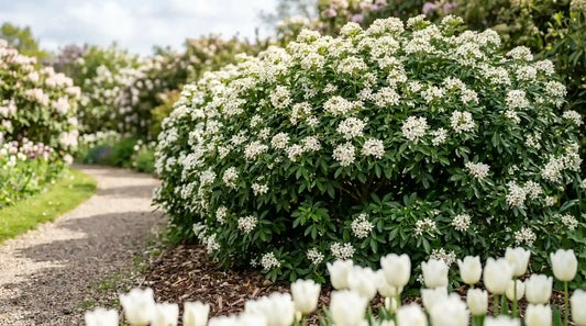 Oranger du Mexique (Choisya ternata) en pleine floraison printanière blanche, arbuste persistant en boule en bordure d'allée gravillonnée, tulipes blanches