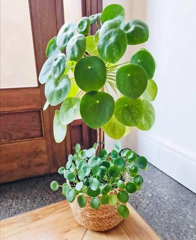 Plante à monnaie chinoise : entretien et secrets du Pilea - Plant and Stories