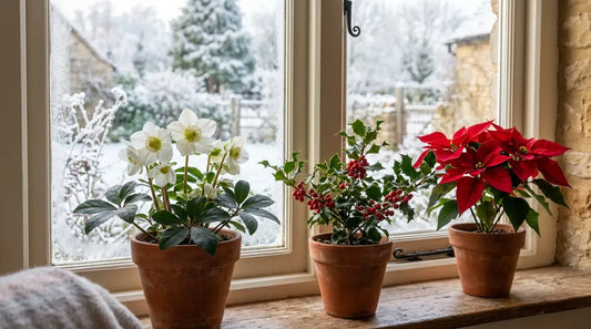 Rose de Noël (Helleborus niger) blanche, houx à baies rouges et poinsettia rouge en pots de terre cuite sur un rebord de fenêtre, jardin enneigé
