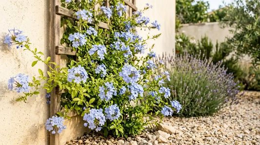 Plumbago (Plumbago auriculata) aux fleurs bleu ciel palissé sur un mur ensoleillé, près d'un pied de lavande.