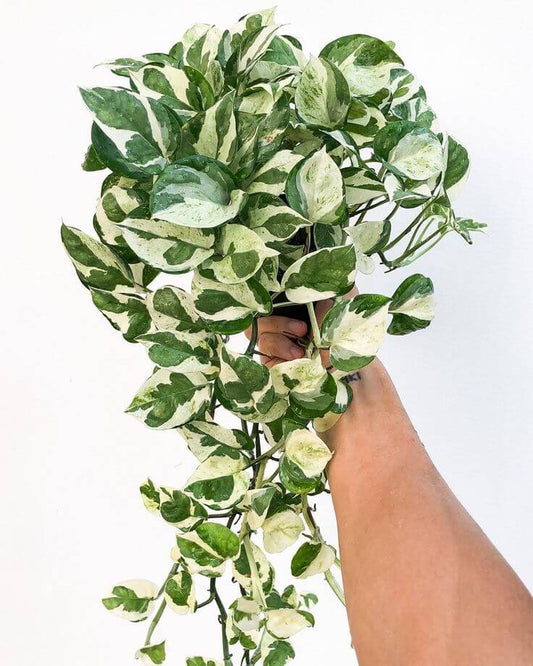 **Une main tenant une plante retombante Epipremnum aureum N'Joy (Pothos N'Joy) aux feuilles panachées de vert et de blanc sur fond blanc.
