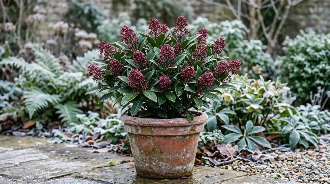 Skimmia japonica 'Rubella' en pot de terre cuite en hiver, boutons floraux rouge pourpre au-dessus d'un feuillage persistant vert foncé, jardin givré