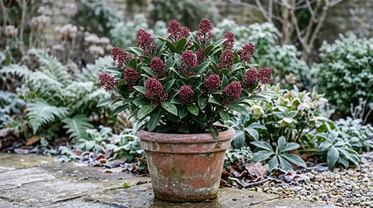 Skimmia japonica 'Rubella' en pot de terre cuite en hiver, boutons floraux rouge pourpre au-dessus d'un feuillage persistant vert foncé, jardin givré
