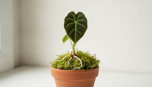 Sphaigne vivante pour plantes : le guide ultime pour booster vos variétés rares - plantandstories