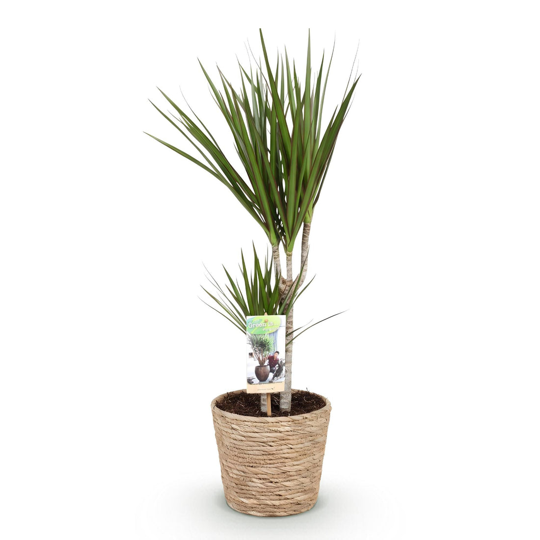 Dracaena marginata en pot de 17 cm : tiges fines coiffées de touffes de feuilles étroites vertes bordées de rouge