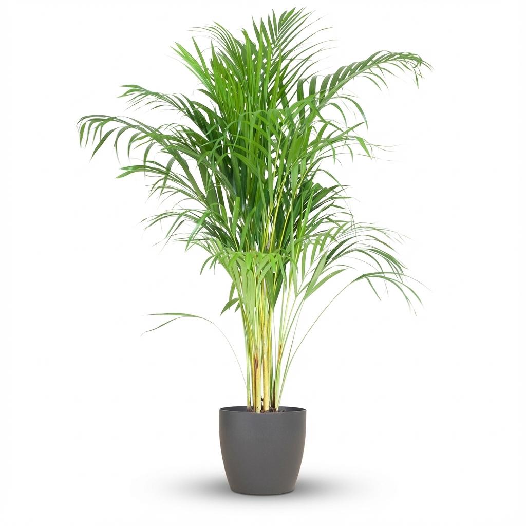 Palmier Areca (Dypsis lutescens) en pot de 21 cm, 90 à 100 cm, touffe de palmes vert clair arquées