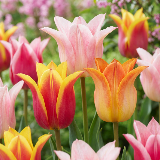 Bulbes de tulipes à planter en automne pour une floraison de printemps au jardin.