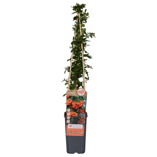 Pyracantha 'Orange Glow' (buisson ardent) en pot de 15 cm, jeune arbuste persistant épineux d'environ 65 cm