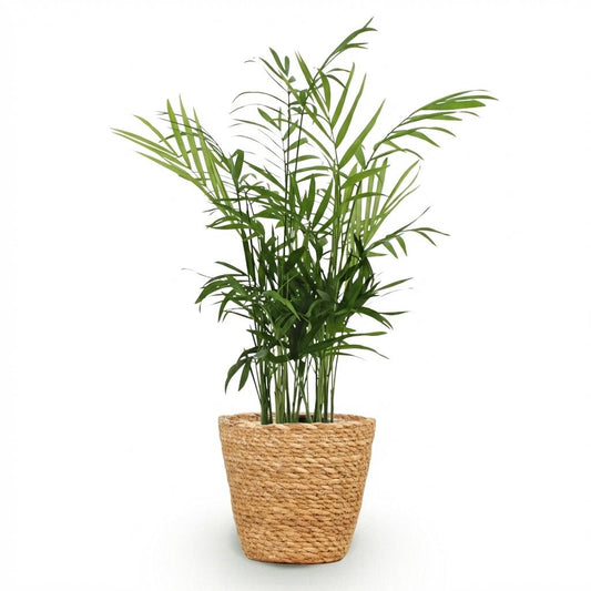 Jeune palmier nain Chamaedorea elegans en pot de 12 cm, plusieurs tiges fines portant des palmes légères finement divisées