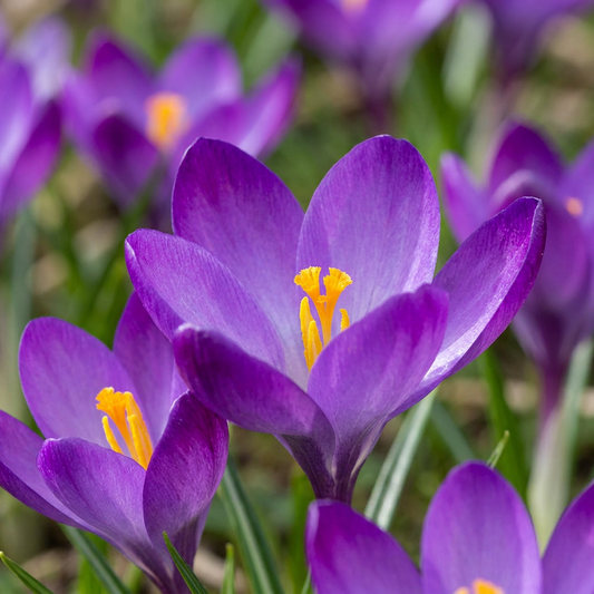 Planter les crocus, bulbe à planter en automne.