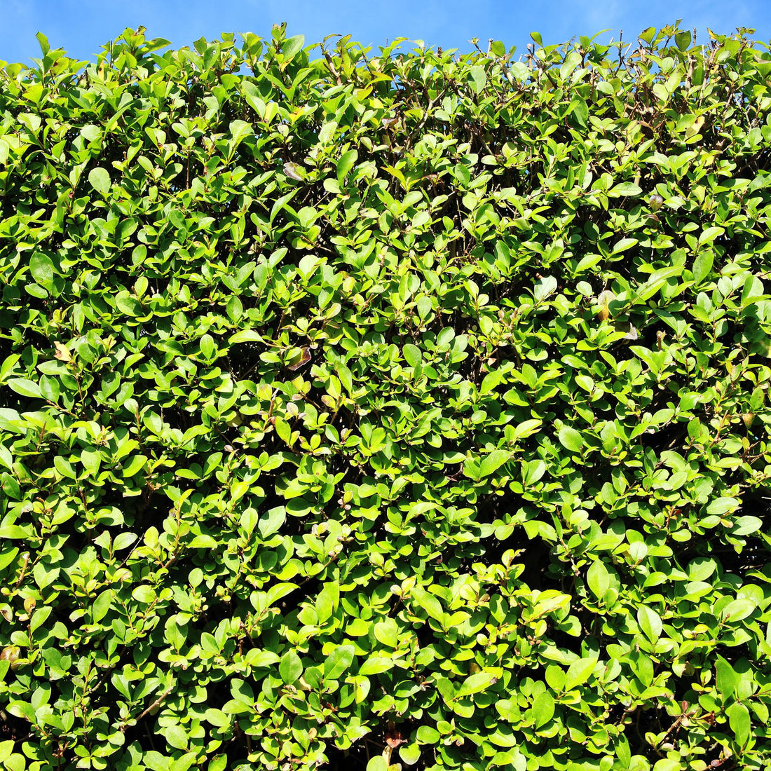 Troène (Ligustrum) : le guide complet de la haie rapide et rustique - Plant and Stories
