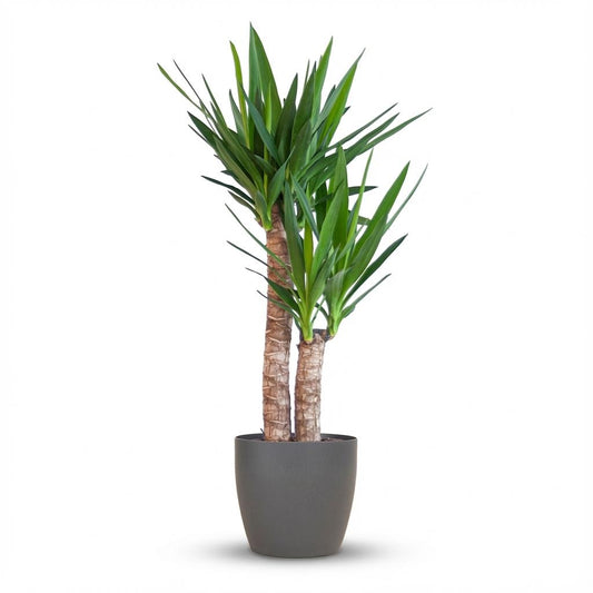 Yucca elephantipes en pot de 21 cm, 80 à 90 cm de haut, à plusieurs troncs coiffés de rosettes de feuilles vertes en lanières