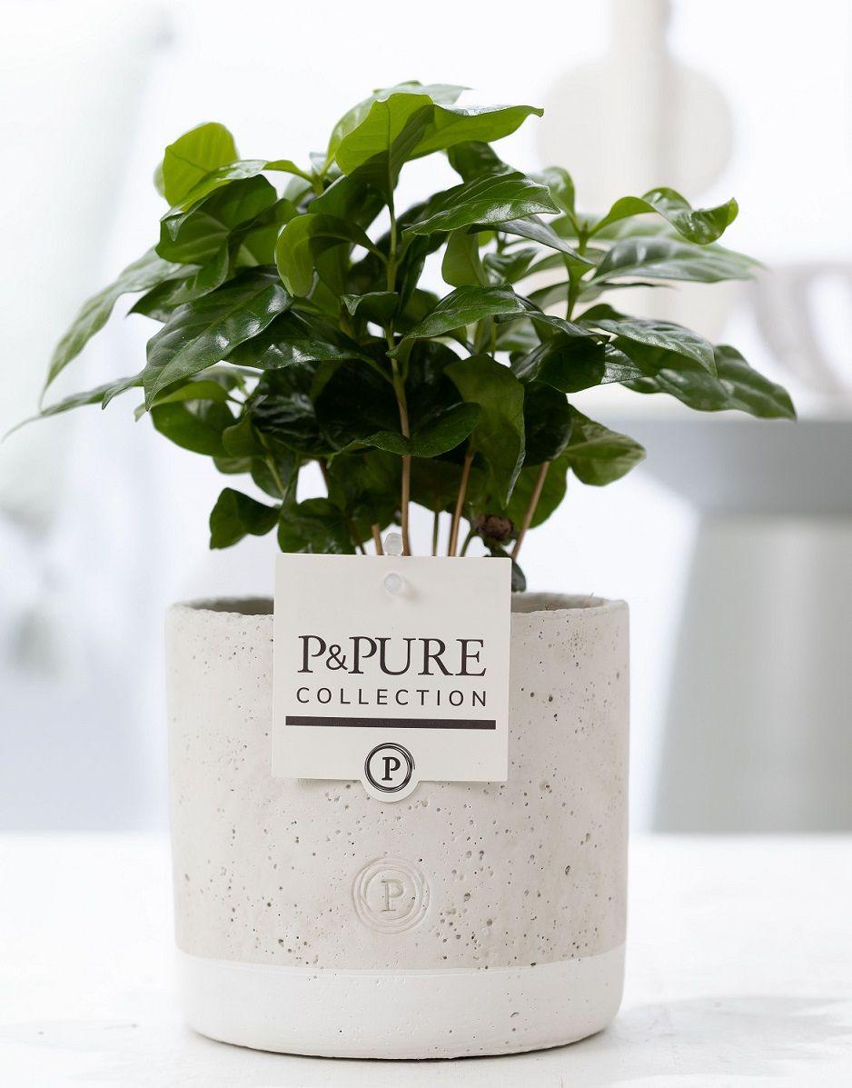 Jeune caféier (Coffea arabica) aux feuilles vert foncé brillantes dans un cache-pot en céramique vert jade de 12 cm