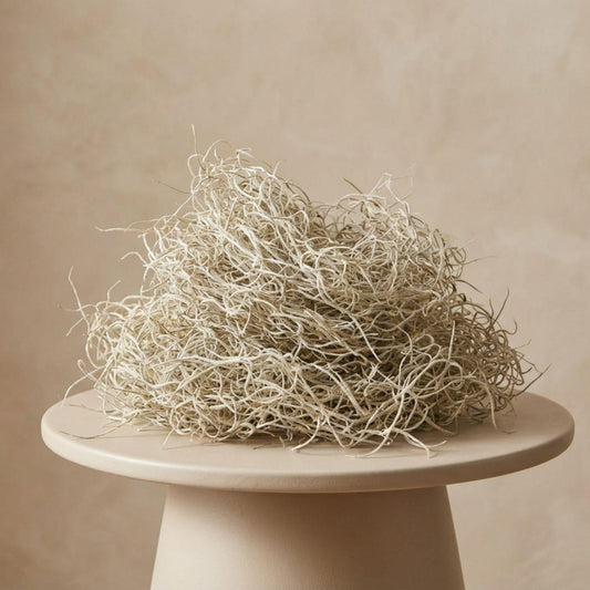 Tillandsia usneoides séché (barbe de vieillard), vendu comme mousse décorative : filaments fins emmêlés, non vivants, pour compositions