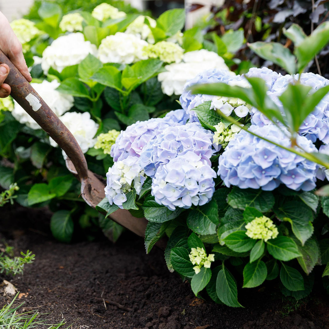 Arbustes à fleurs pour un jardin fleuri toute l'année — hortensias, hibiscus et magnolias