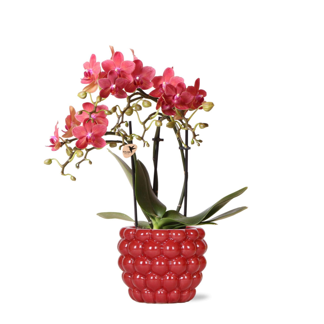 Orchidée Phalaenopsis rouge en fleurs dans un pot, feuillage vert et sain.
