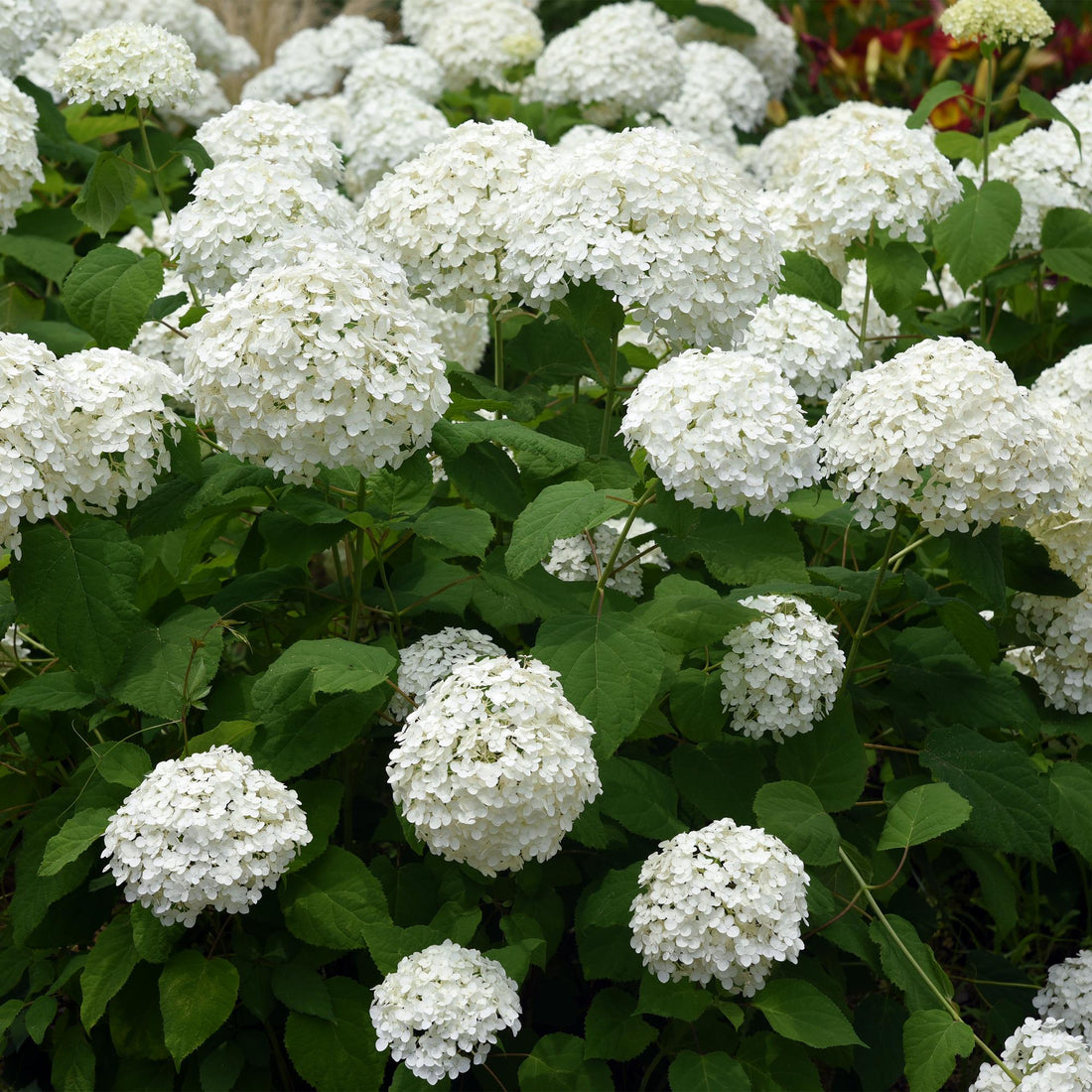 Hortensia 'Annabelle' (arborescens) : plantation, taille, entretien