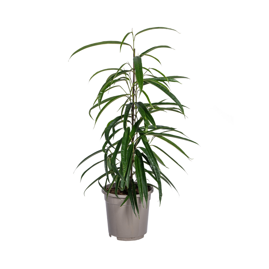 Ficus 'Alii' (Ficus maclellandii) en pot de 17 cm, jeune arbre d'intérieur aux longues feuilles étroites et légèrement retombantes