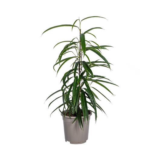 Ficus 'Alii' (Ficus maclellandii) en pot de 17 cm, jeune arbre d'intérieur aux longues feuilles étroites et légèrement retombantes