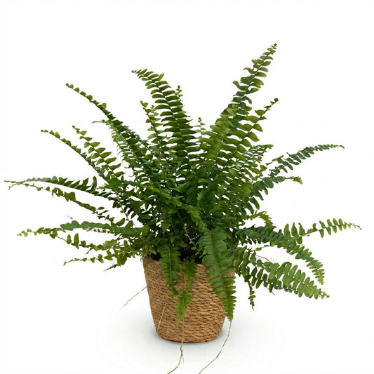 Fougère de Boston Nephrolepis exaltata 'Green Lady' en pot de 12 cm, touffe de frondes vert vif finement divisées et arquées