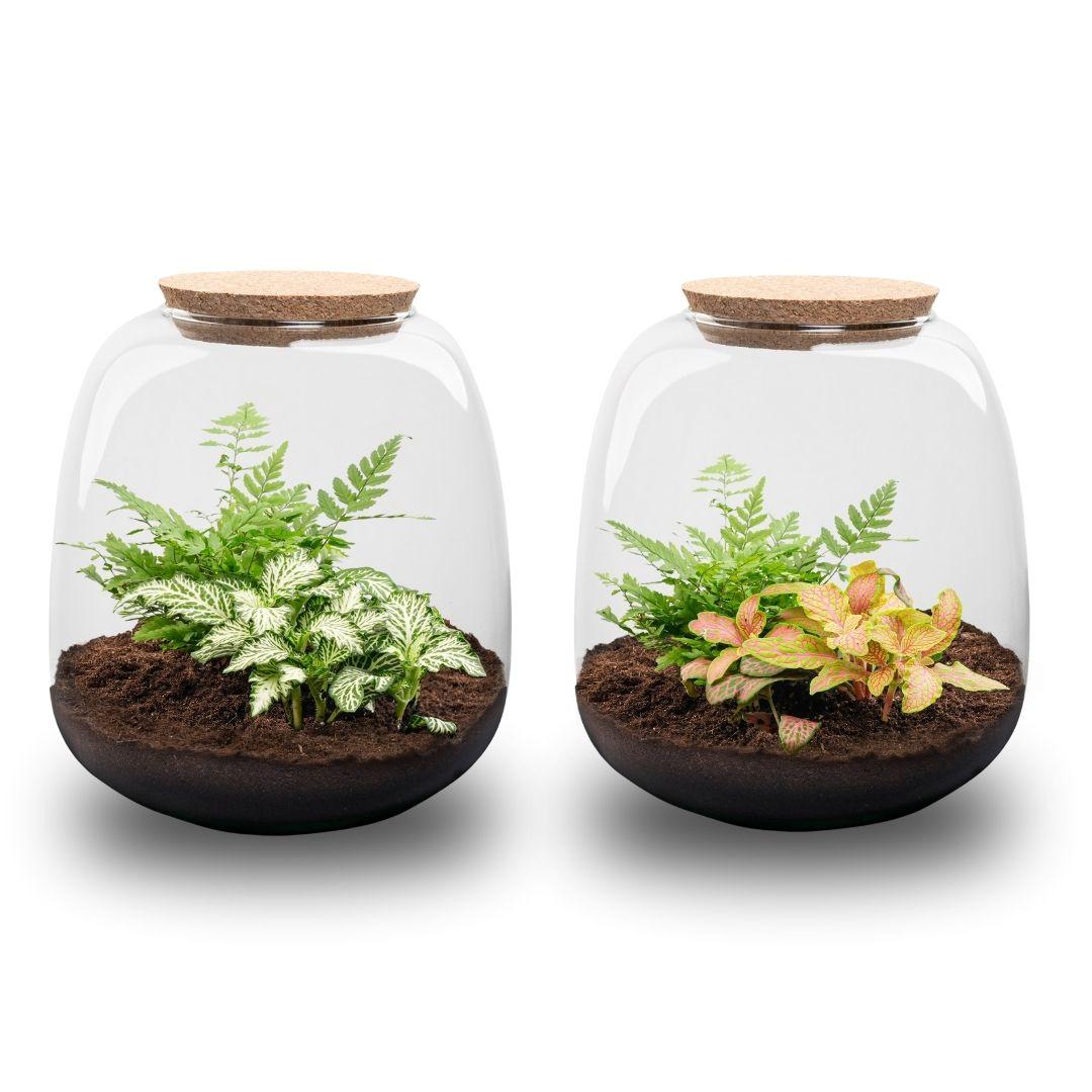 Kit terrarium DIY Emma Mini avec une Fittonia 'White Tiger' plantée sous verre, pour composer un petit jardin miniature d'intérieur