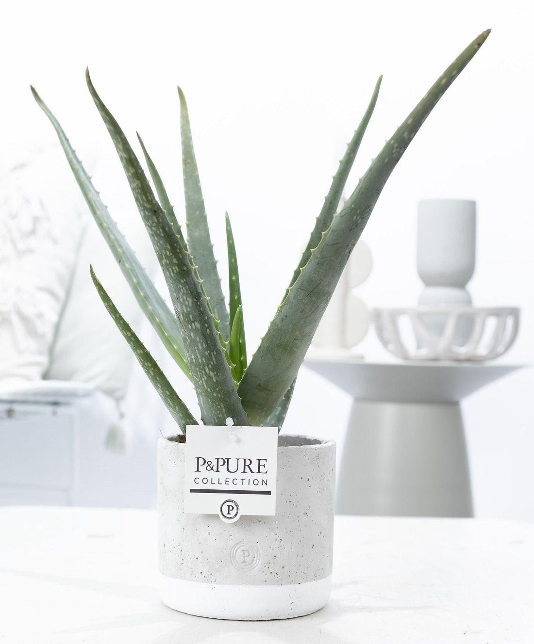 Aloe vera en pot dans un cache-pot en céramique vert jade de 12 cm, rosette de feuilles charnues dentées d'environ 45 cm de haut