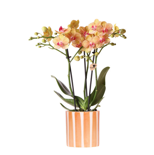 Orchidée Phalaenopsis orange en fleurs dans un pot, prête à être rempotée.