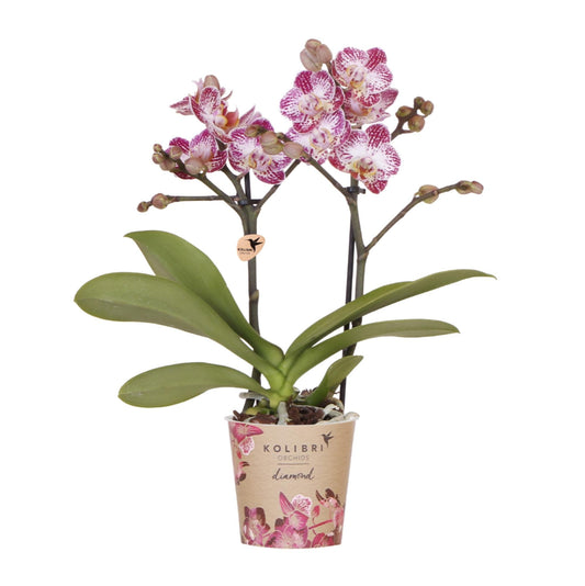 Orchidée Phalaenopsis rose-violet en fleurs dans un pot transparent, sur fond clair.