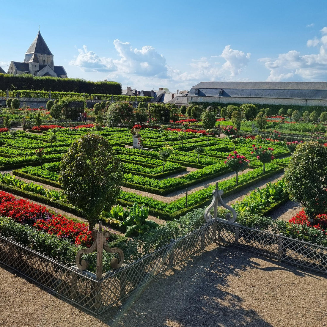 Buis (Buxus sempervirens) au feuillage vert dense et persistant, taillé en boule, formant une bordure de jardin structurée.