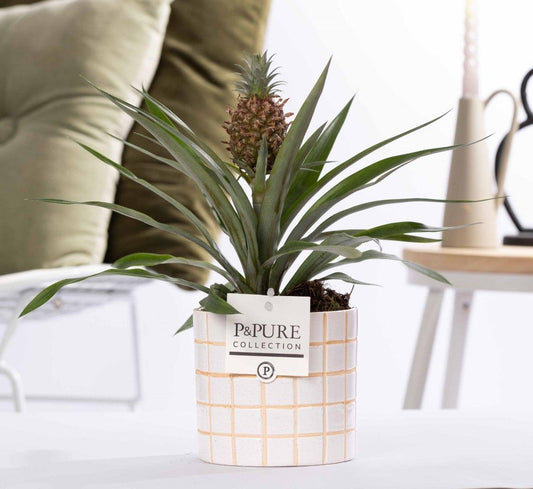 Ananas ornemental 'Rosita' compact, feuilles étroites gris-vert et petit fruit rose au sommet, en cache-pot céramique