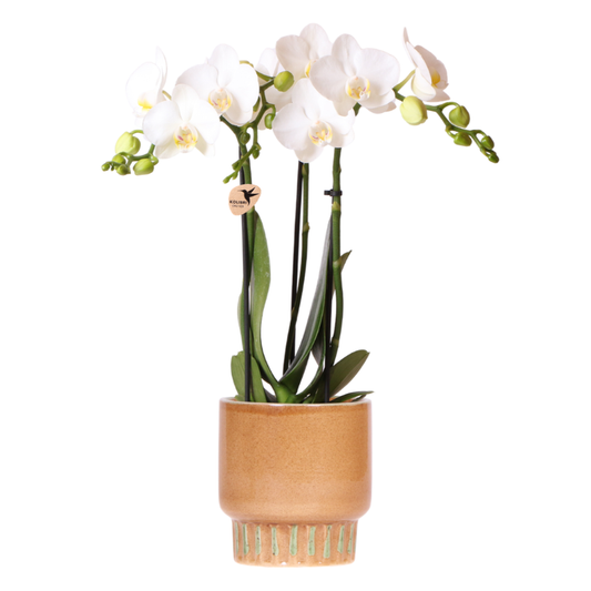 Orchidée Phalaenopsis blanche (Phalaenopsis amabilis) en fleurs dans un cache-pot ambré, sur fond clair.