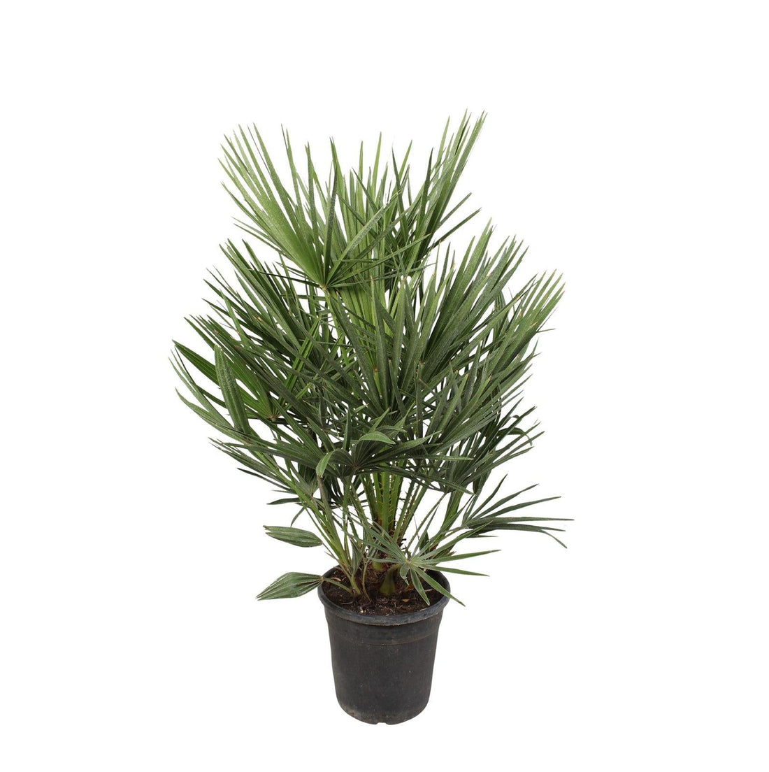Palmier nain Chamaerops humilis en pot d'environ 90 cm, touffe de palmes vertes en éventail aux folioles étroites et rigides