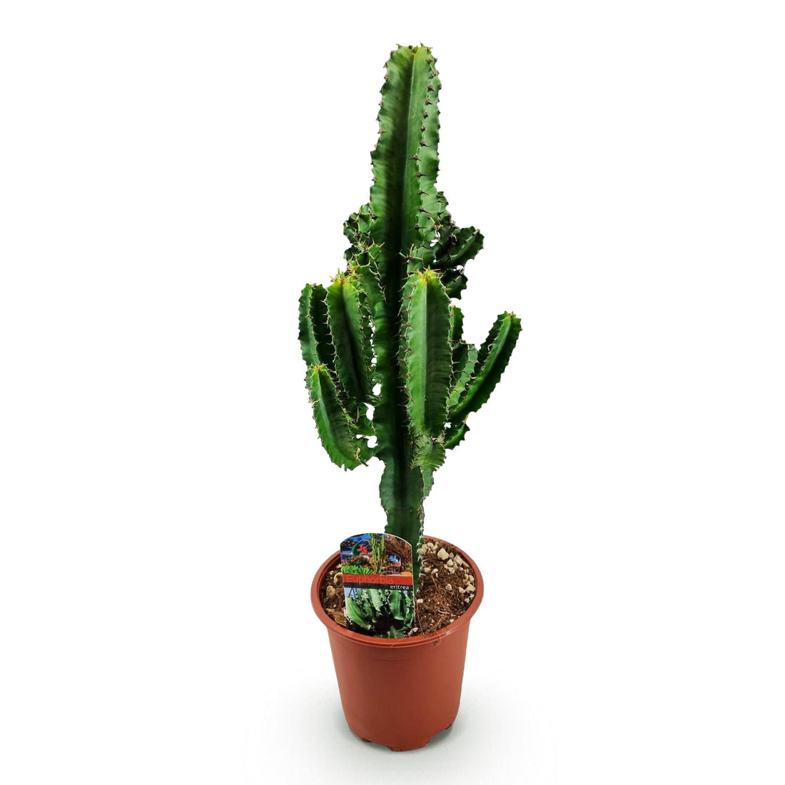 Euphorbe colonnaire vendue sous le nom Euphorbia eritrea, en pot de 17 cm, aux tiges côtelées épineuses dressées en candélabre