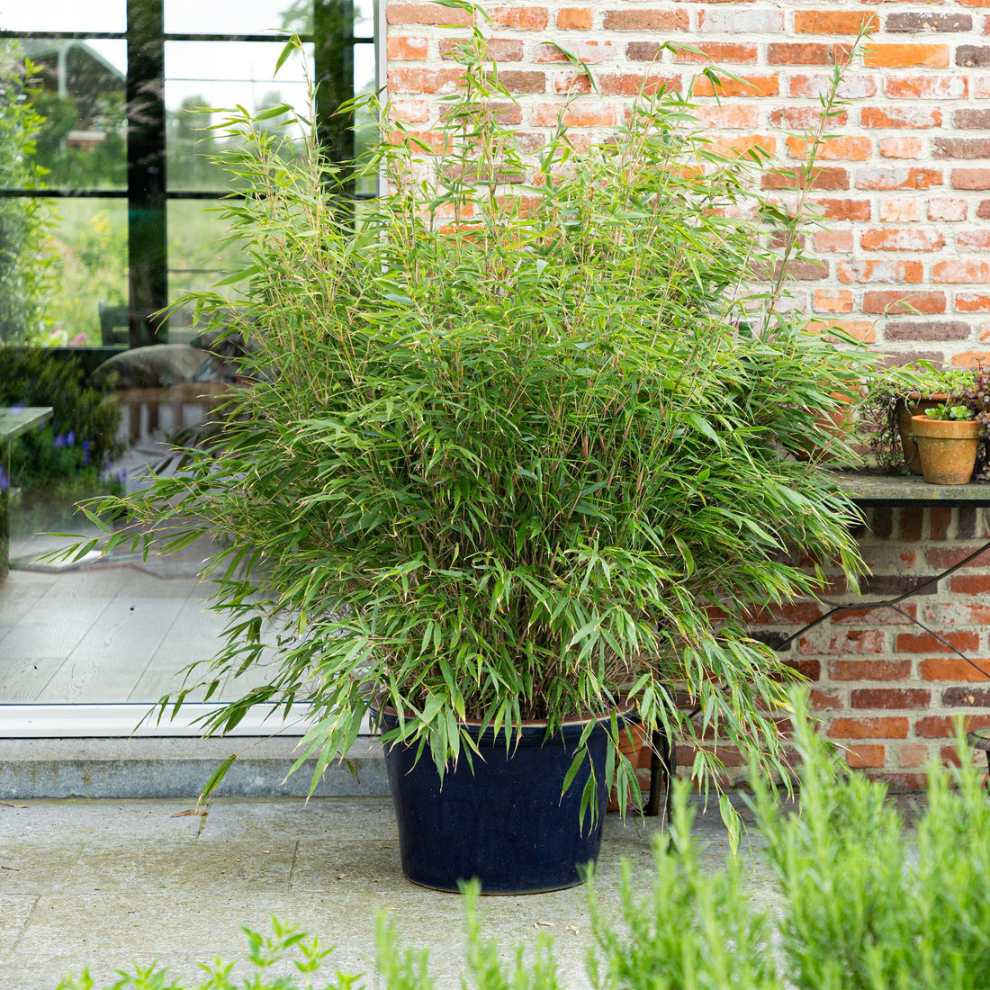 Bambou Fargesia non traçant cultivé en pot, feuillage vert dense et persistant, formant un brise-vue sur une terrasse.