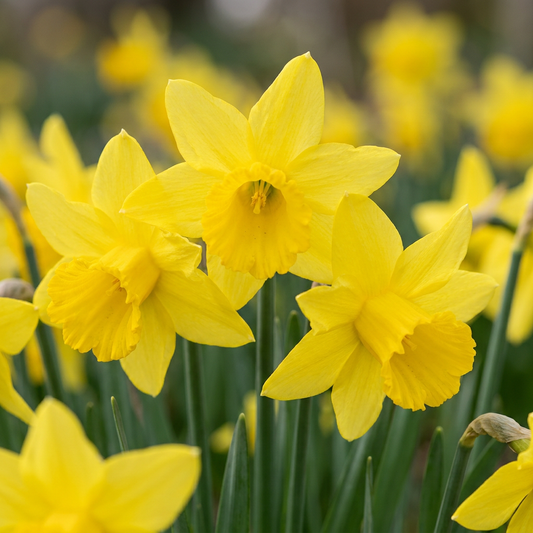 Narcisses naturalisés qui reviennent chaque année au jardin.