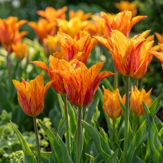 Planter des tulipes, bulbe de printemps à planter en automne.