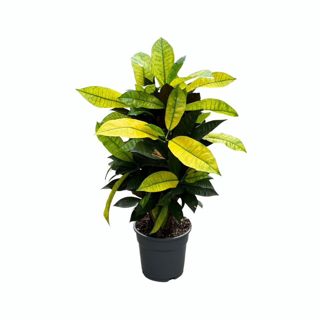 Croton 'Mrs Iceton' (Codiaeum variegatum) en pot de 17 cm, plante d'environ 65 cm au feuillage persistant multicolore