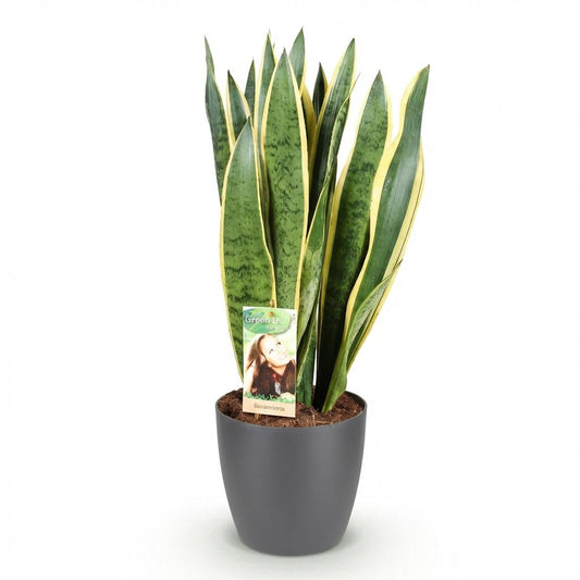 Sansevieria 'Laurentii' en pot de 17 cm, langue de belle-mère aux feuilles dressées rayées de vert foncé et bordées de jaune