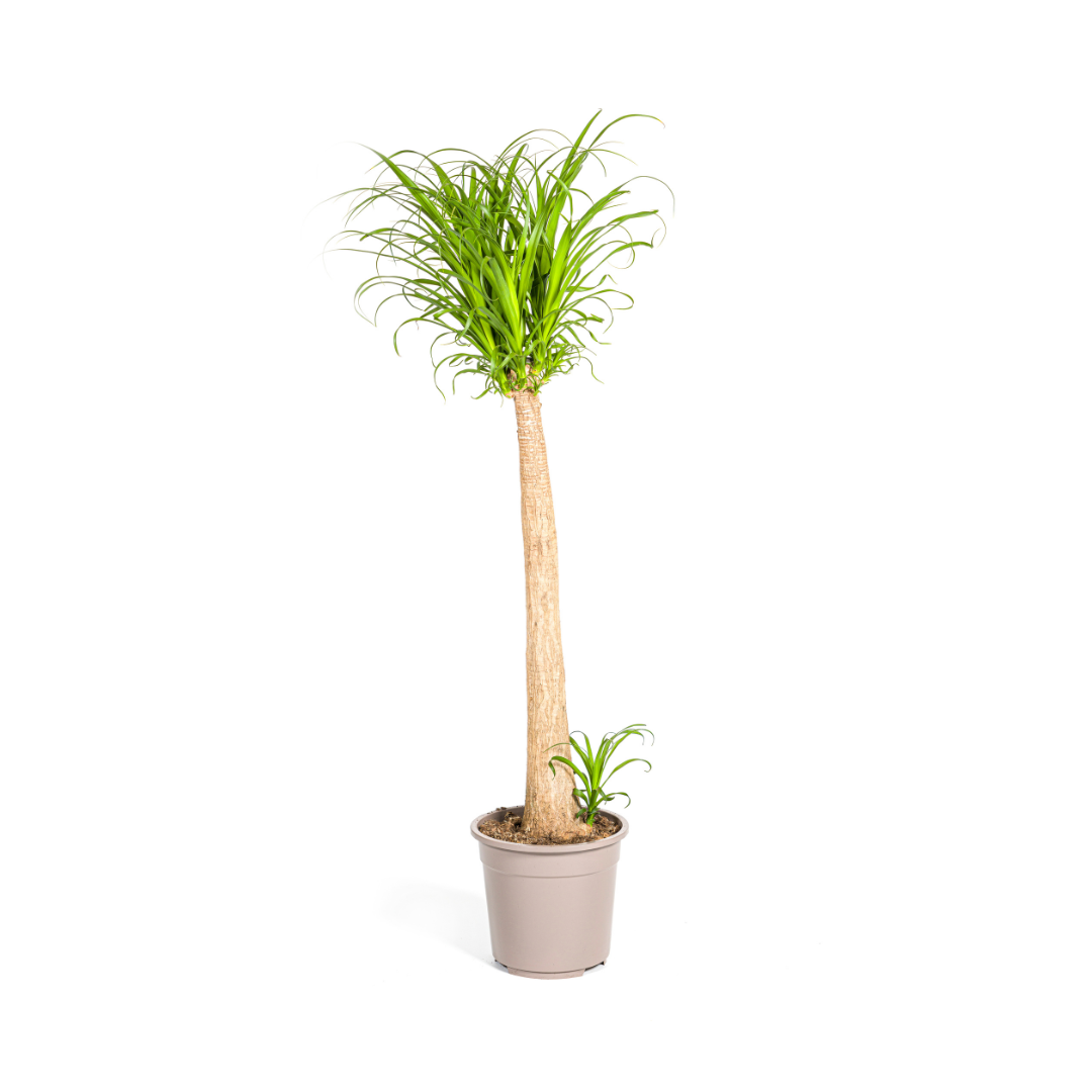 Beaucarnea recurvata sur tige en pot de 27 cm, 110 à 130 cm, base renflée et touffe de feuilles fines retombantes