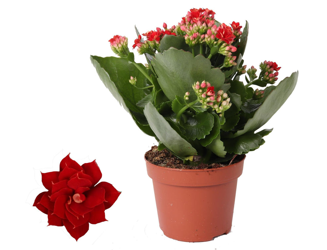 Kalanchoe blossfeldiana en fleurs rouges, en pot de 12 cm, touffe compacte de 27 cm aux feuilles vertes charnues et crénelées