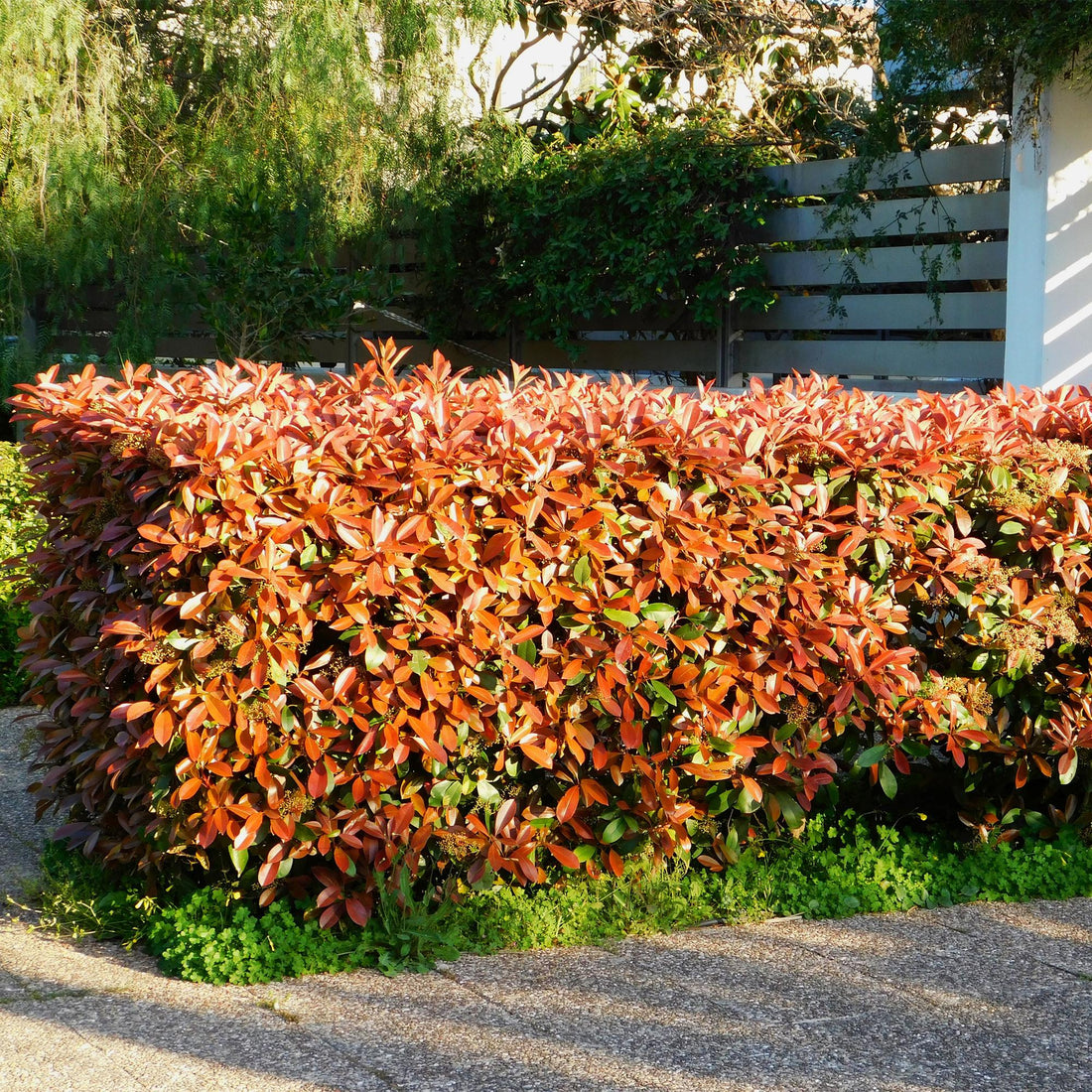 Photinia Red Robin : le guide complet de la haie persistante colorée - Plant and Stories
