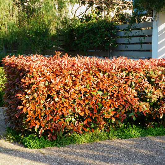 Photinia Red Robin : le guide complet de la haie persistante colorée - Plant and Stories