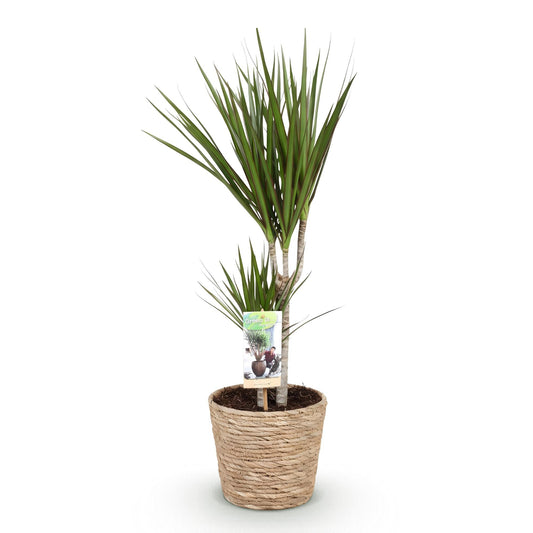Dracaena marginata en pot de 17 cm aux tiges fines coiffées de touffes de feuilles étroites vertes bordées de rouge
